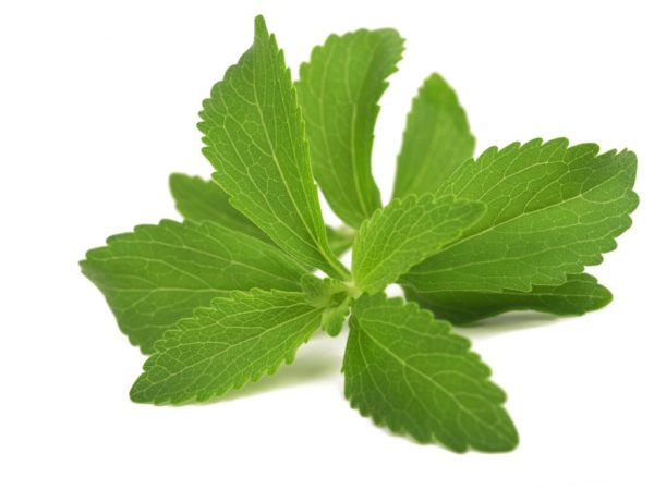 STEVIA VERDE (IN POLVERE)