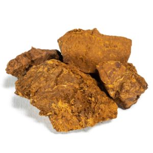il fungo chaga naturale