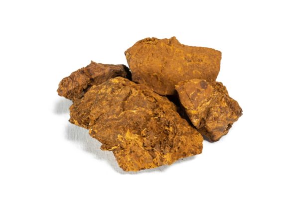 il fungo chaga naturale